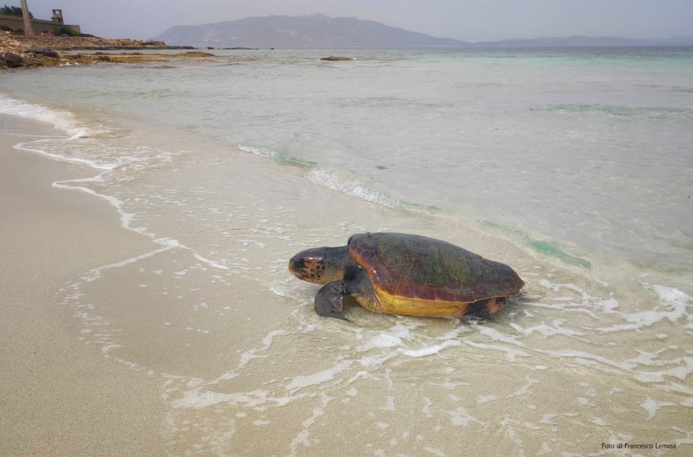 Noi lo facciamo al buio, e tu? Al via la campagna per difendere i nidi delle tartarughe marine